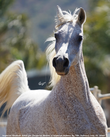 Imperial Baedrah (Imperial Baarez x Imperial Safama) dam of Fa Gamal MH