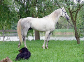 <b>Description: </b>Dahhmany Bagdady (Wahhabit x Tisrina B) 2001 Dahman Shahwan Asil stallion. Photo at 8 years old<br/><b>Copyright: </b>Eva Kiraly photo