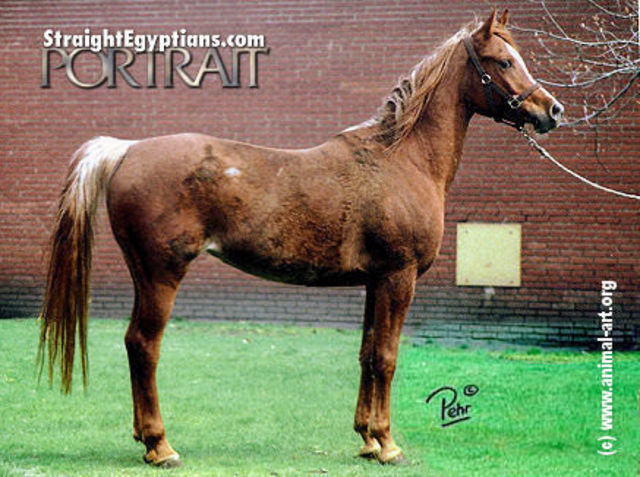 214 Ibn Galal I-8 (Ibn Galal I x Tamria /9 Tamria) 1979 Dahmah Shahwaniyah