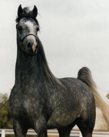 RUMINAJA FAYEZ (Shaikh Al Badi x Bint Magidaa by *Khofo)