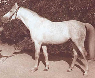 Kuhaylan Haifi I / Tajar ( Kuhailan Haifi x Kohejlanka- Mersuch I-3-1) 1934  tail fem. 60 Adjuze Koheilah Sheykhan