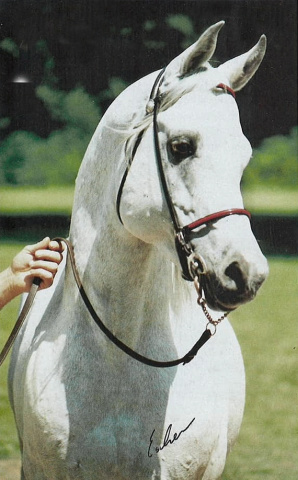 AK KHATTAR MONIET (Amaal x AK Monisa Moniet by *Ibn Moniet El Nefous)