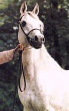 AK KHATTAR MONIET (Amaal x AK Monisa Moniet by *Ibn Moniet El Nefous)