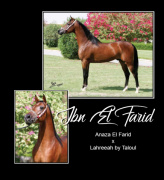 <b>Description: </b>IBN EL FARID (Anaza El Farid x Lahreea by Taloul)<br/>