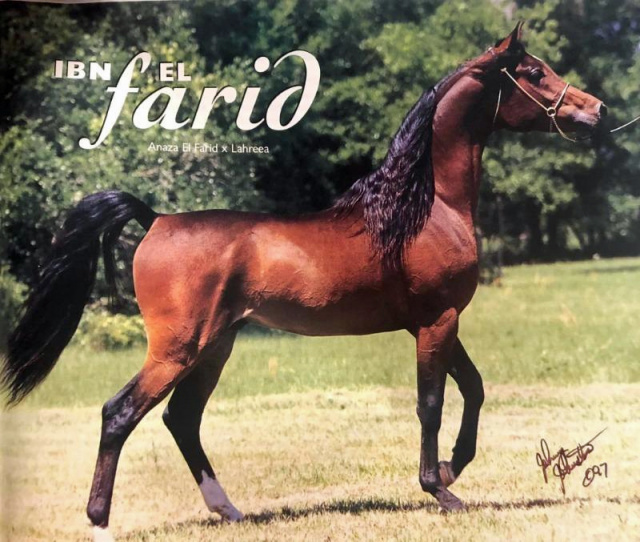 IBN EL FARID (Anaza El Farid x Lahreea by Taloul)