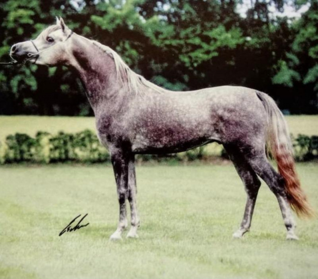 MISHAAL HP (Ansata Sinan x Mesoudah M by Messaoud)