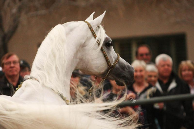 MISHAAL HP (Ansata Sinan x Mesoudah M by Messaoud)