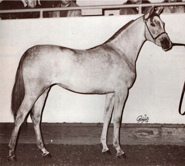 RAMSES BINT HAYAT (*Ramses Fayek x Hayat by Anter/Antar)