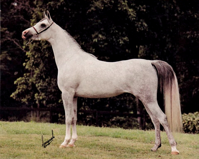 IMPERIAL MISTIC (Ibn Morafic+++ x Ansata Nile Mist by Ansata Ibn Sudan)