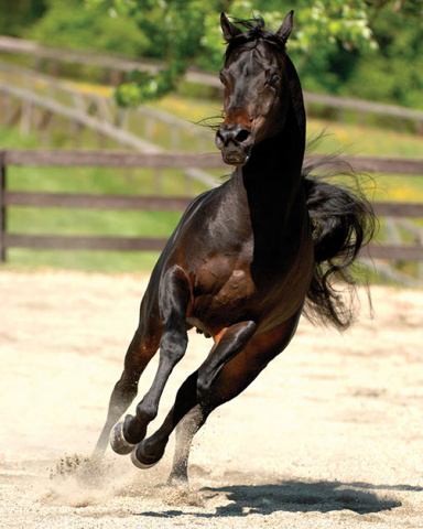 IMPERIAL SHEHAAB (*Ibn Safinez x MB Mazaraa by Imperial Madheen)