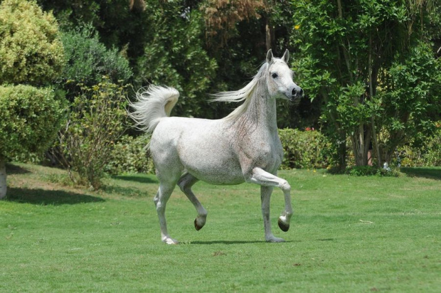 Imperial Baarilla (Imperial Baarez x Imperial Mistilll)