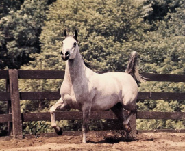 <b>Description: </b>IMPERIAL NAFFATA (Moniet El Nafis x Imperial Fanniya by *Faleh)<br/><b>Copyright: </b>Johnny Johnston Photography