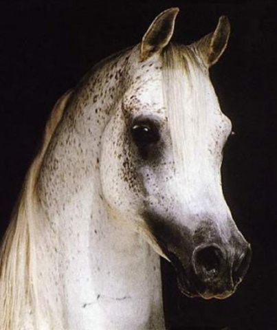 ANSATA NILE PASHA (Jamilll x Ansata Nile Dream by Ansata Ibn Sudan)