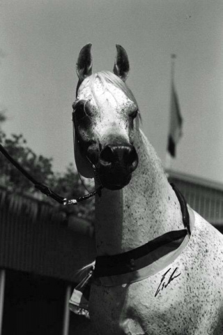 ANSATA NILE PASHA (Jamilll x Ansata Nile Dream by Ansata Ibn Sudan)