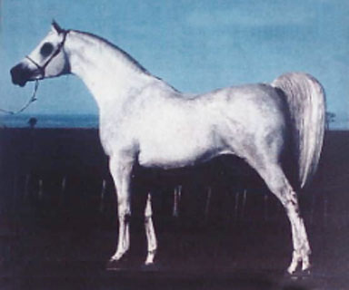 AK EL BASHAAR (*Ibn Moniet El Nefous x AK Mayaada by Aseel)