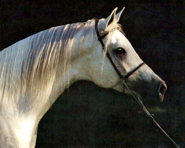 AK EL BASHAAR (*Ibn Moniet El Nefous x AK Mayaada by Aseel)