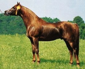 SAMEER (Mohafez x Sabah by Ibn Galal)