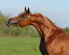 <b>Description: </b>MAHRCAL (Calypso Dance x Mahrnisa by Ansata El Nisr)<br/><b>Copyright: </b>Stuart Vesty Photography