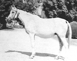 <b>Description: </b>Saklawia II (Mashhour x Zamzam) 1950 Saqlawiya Gidraniyah Ibn Sudan. Here as young mare.<br/><b>Copyright: </b>Forbis Photo