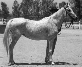 <b>Description: </b>Saklawia II (Mashhour x Zamzam) 1950 Saqlawiya Gidraniyah Ibn Sudan. Here as aged mare.<br/><b>Copyright: </b>Forbis Photo