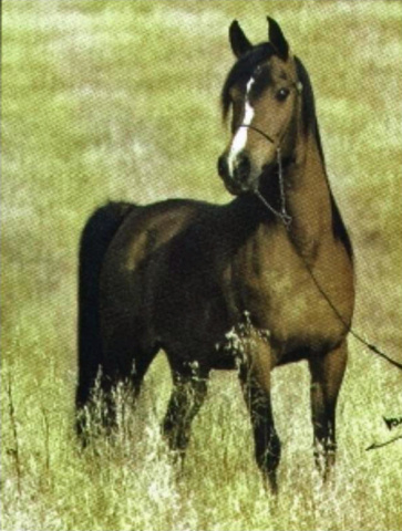 JAMALA KUMAIT (The Egyptian Prince x Bint Hassema by Na Ibn Moniet)