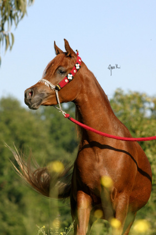 Frasera Mashara (Shehil x MB Madora) 2003 Dahmah Shahwaniyah