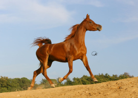 <b>Description: </b>Frasera Mashara (Shahil x MB Madora) 2003 Dahmah Shahwaniyah<br/><b>Copyright: </b>Gigi Grasso photo