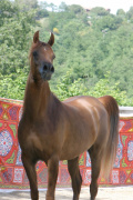 <b>Description: </b>Frasera Mashara (Shahil x MB Madora) 2003 Dahmah Shahwaniyah<br/><b>Copyright: </b>Nicoletta Abelli photo