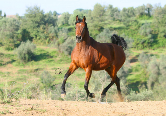 Frasera Shaghira ( Shahil x Frasera Madkoura) 1995 Saqlawiah Gidraniah