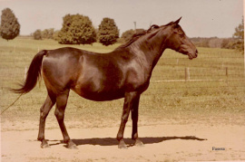 <b>Description: </b>Fasera (Fa-Serr x Fa-Abba) 1955 Dahmah Shahwaniyah<br/><b>Copyright: </b>Forbis Archives