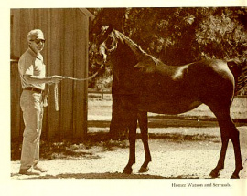 <b>Description: </b>Serrasab (Fa-Serr x Fay-Sabbah) 1959 Dahmah Shahwaniyah. Here at Babson Arabian Horse Farm with Homer Watson<br/><b>Copyright: </b>Forbis Archives