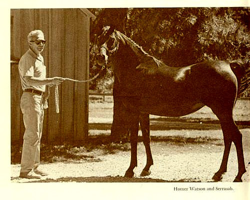 Serrasab (Fa-Serr x Fay-Sabbah) 1959 Dahmah Shahwaniyah. Here at Babson Arabian Horse Farm with Homer Watson