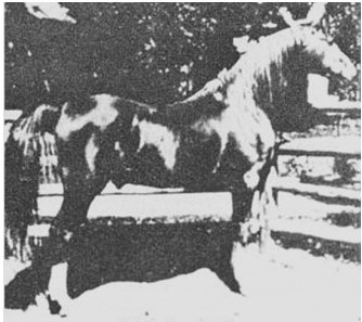 Aldebar (Dwarka x Amida) 1919 Abeyyan Sherrak