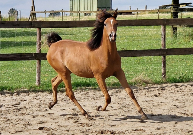 Arabella as a yearling