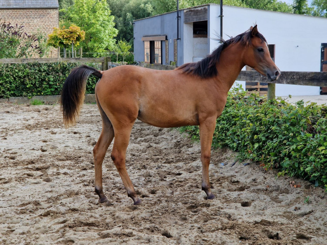 Arabella as a yearling