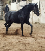 <b>Description: </b>2024 amateur snapshot of Hu Nymeer at Hughes Arabians, USA<br/>