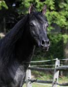 <b>Description: </b>Hu Nymeer at Hughes Arabians, USA<br/><b>Copyright: </b>Photo by Audrey