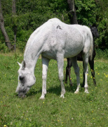 <b>Description: </b>Serenity Yasmin at Hughes Arabians, USA<br/>