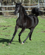 <b>Description: </b>Hu Saud El Sharifa at Hughes Arabians, USA<br/><b>Copyright: </b>Photo by Audrey