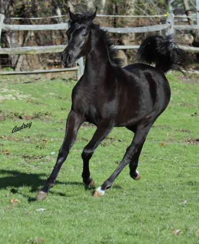 Hu Saud El Sharifa at Hughes Arabians, USA