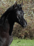 <b>Description: </b>Hu Saud El Sharifa at Hughes Arabians, USA<br/><b>Copyright: </b>Photo by Audrey