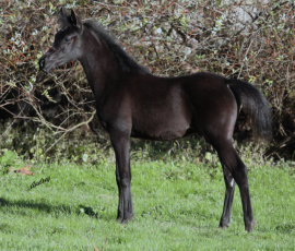 <b>Description: </b>Hu Shaikh El Jamaal at Hughes Arabians, USA as weanling<br/><b>Copyright: </b>Photo by Audrey