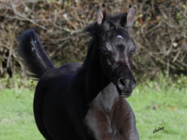 <b>Description: </b>Hu Shaikh El Jamaal at Hughes Arabians, USA as weanling<br/><b>Copyright: </b>Photo by Audrey