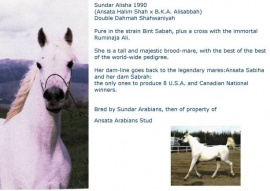 <b>Description: </b>Sundar Alisha (Ansata Halim Shah x BKA Alisabbah) 1990 Dahmah Shahwaniyah<br/><b>Copyright: </b>Annalisa Monticelli