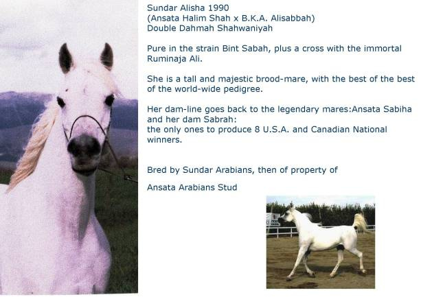 Sundar Alisha (Ansata Halim Shah x BKA Alisabbah) 1990 Dahmah Shahwaniyah