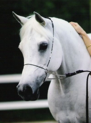 Sundar Alisha (Ansata Halim Shah x BKA Alisabbah) 1990 Dahmah Shahwaniyah