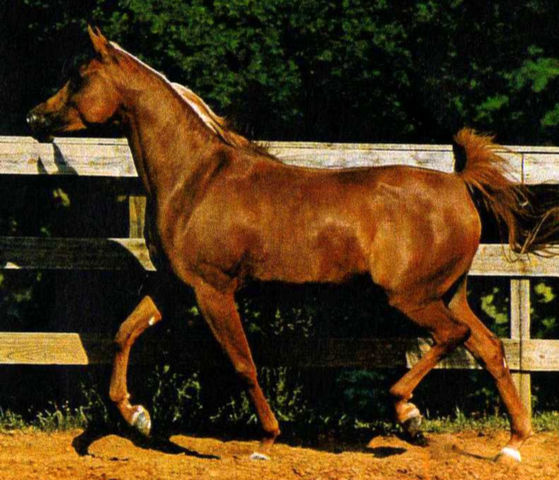 BKA Alisabbah (Ruminaja Ali x  Glorieta Sabdana) 1985 