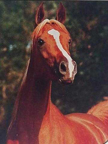 BKA Alisabbah (Ruminaja Ali x  Glorieta Sabdana) 1985 