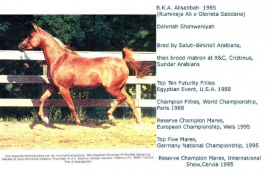 <b>Description: </b>BKA Alisabbah (Ruminaja Ali x  Glorieta Sabdana) 1985  Dahmah Shahwaniyah<br/><b>Copyright: </b>Annalisa Monticelli