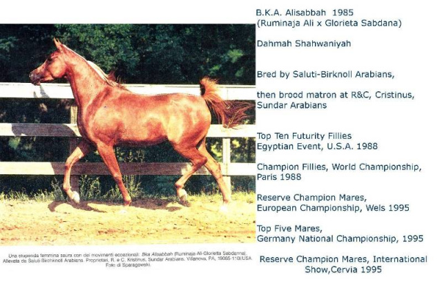 BKA Alisabbah (Ruminaja Ali x  Glorieta Sabdana) 1985  Dahmah Shahwaniyah